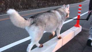 Everyday walking by siberianhusky Hana