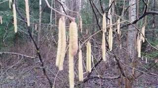 Что? Уже Весна? Распустились сережки 02.02.2020 г. г. Осиповичи.