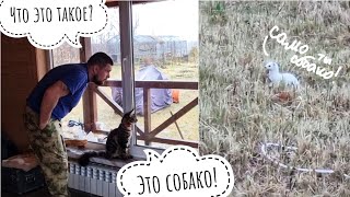 Левитирующий горностай снова в деле и в Совином Доле! Возвращение белой шубки. Сова Ёль одобряет?