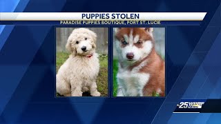Stolen puppies, two suspects wanted