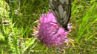 РЕДКИЕ КАДРЫ ПРИРОДЫ -  две бабочки  близнецы - butterfly twins