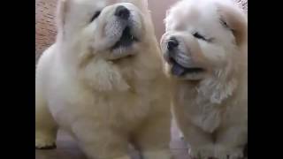 Смешное видео  Прикол  Fanny viseo  Чау чау  Щенки  Puppy