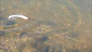 Большие стримера на щуку. Pike streamer XL