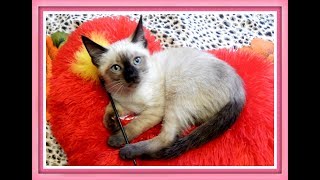 Самые лучшие имена для кошек ТОП 10 Клички имена для кошек  КАК НАЗВАТЬ КОШКУ КОТЁНКА Красивые имена