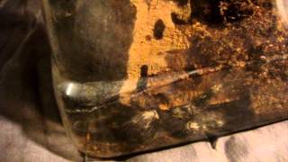 Tarantula Feeding Video 118 Part 2 of 2 - More Diversity Here :)