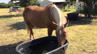 Why You Should NOT Poison or Worm Horses - Worm A Horse That Needs It ONLY
