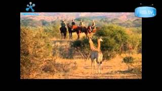 Big 5 horse riding safari Botswana Limpopo Safaris - Tuli, Two Mashatu & Lodge to Lodge Safaris