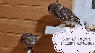 Сыч Лучик - лучший совиный тренер!