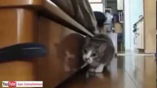 Прикольные кошки. Epic Funny Cats - Cute Cats Compilation!