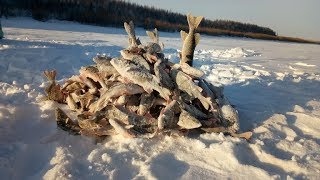 Жор окуня в глухозимье! Якутия Yakutia
