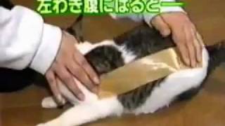 ماذا يحصل اذا وضعنا شريط لاصق على شعر القطه ؟؟