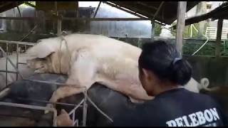 Kegagalan Mengawinkan Babi versi Gunung (TR)