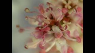 Tamarix tetrandra