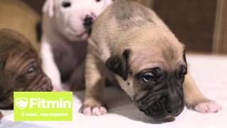 Fitmin - я знаю чем кормлю. Питомник Royal Brilliants Kennel (Питбули)