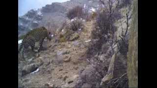 WWF-Azerbaijan/ Leopard video/ Nakhchivan, Zangazur NP