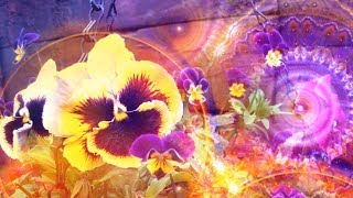 ?‍♂️Грёзы фиалковых фей / Dreams of Viola Fairies