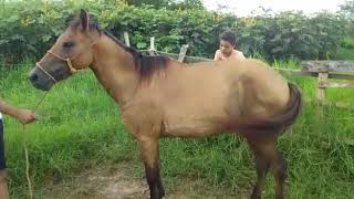 Ze das egua kk