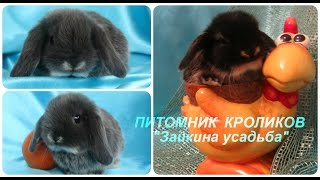 Большой выбор. Кролики домашние декоративные. Видео, фото. Питомник кроликов Зайкина усадьба