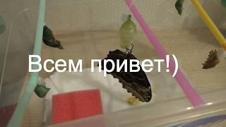 Бабочки Флай флай РОЖДЕНИЕ КОРМЛЕНИЕ КАК ИХ БЕРЕЧЬ! Домашний бабочкарий!