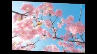 Sella(荒瀬朋子)春の風