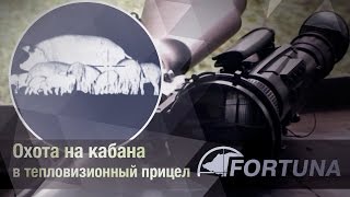 Охота на кабана в тепловизионный прицел FORTUNA