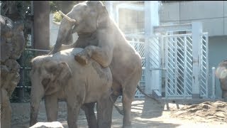 Asian elephant mating.アジアゾウの交尾。