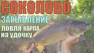 Рыбхоз Соколово. Глобальное зарыбление! Ловля карпа на поплавочку.