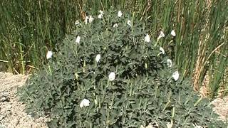 Watch out for that... "Loco Weed"