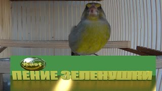 ПЕНИЕ ЗЕЛЕНУШКИ Carduelis Chloris chloris