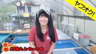 ☆ヤフオク☆◆京都・丹波らんちゅう園◆京こまち５尾セット◆商品説明1