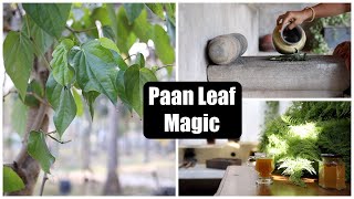 I Collected Paan (Betel) Leaves & Made Paan Shots, Face Pack & Treated My Husband's Cold & Headache!