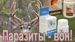 Пантогематогены.  Паразитам бой!