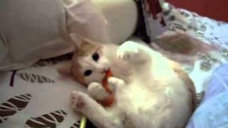 Liten Katt leker