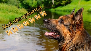 Пёс купается