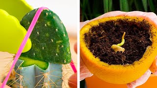 Simple Plant Growing Hacks for Everyone!