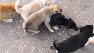 Щенки ? бродячих собак заселяют Россию. Stray dogs.