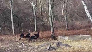 Американская деревня-ДИКАЯ ПРИРОДА ЗА УГЛОМ.