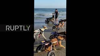 Morocco: Disabled dogs take wheelchairs for first-time spin at Tangier beach