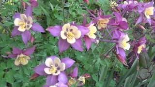 Водосбор (Аквилегия). Aquilegia