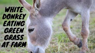 #horsemeeting#donkeymeeting#.        Black donkey mating with white donkey must watch