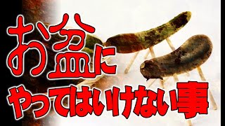 お盆スペシャル　お盆にやっていけないこと　ATL4th254