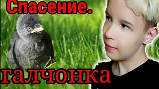 Спасение галчонка