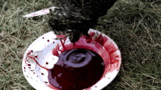 Chicken slaughter from Romania
