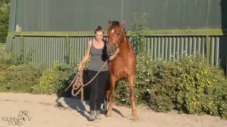 Pferdeausbildung mit Feldenkraismethode - Equine Stories