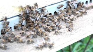 Avispas Lobo vs. Abejas