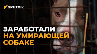 "Люди творят зверства над животными" — видео о неравнодушном бишкекчанине