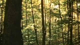 More ThanTrees (1976)