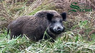 Wild Boar Hunting in Baranya - Perfect shots; Wildschweinejagd -Pirsch in Baranja