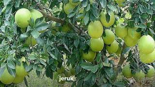 Grosir/jual bibit jeruk madu, Pamelo,dekopon,keprok siem, di Bojonegoro WA 081391683045 AMBAR