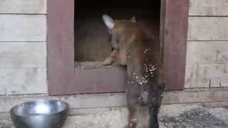 Wolfriend Wolfdog - Волкособ 1ого поколения Волк + Малинуа.